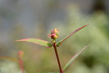 St. Johns wort Tricolor