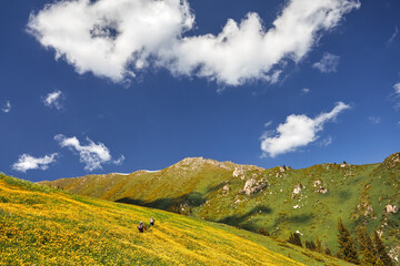 Fototapeta na wymiar Hikers walking at meadow with yellow flowers in the mountains