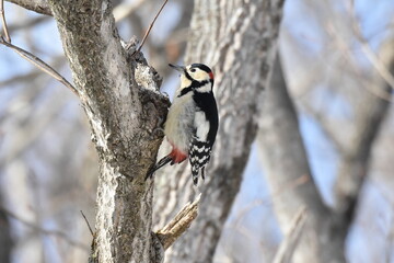 北海道の冬、餌を探すエゾアカゲラ