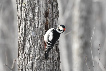 北海道の冬、餌を探すエゾアカゲラ