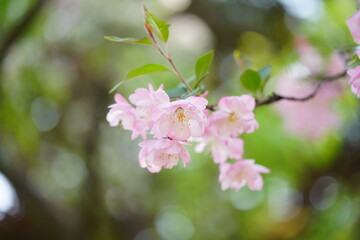 South Korea, Seoul, Olympic Park, Crab Apple Blossoms, 한국, 서울, 올림픽공원, 꽃사과, 봄꽃, 접사