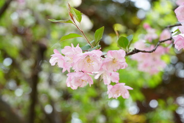 South Korea, Seoul, Olympic Park, Crab Apple Blossoms, 한국, 서울, 올림픽공원, 꽃사과, 봄꽃, 접사