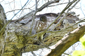 北海道の春の昼間、樹上で休むアオバズク