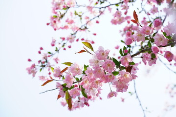 South Korea, Seoul, Olympic Park, Crab Apple Blossoms, 한국, 서울, 올림픽공원, 꽃사과, 봄꽃, 접사