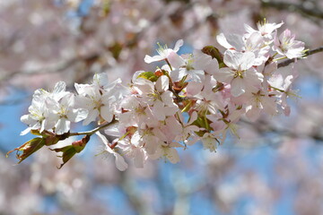 北海道の春、一斉に咲き誇るエゾヤマザクラ
