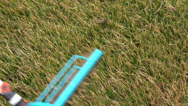 Combing a lawn with green grass after winter with a special garden rake, top view