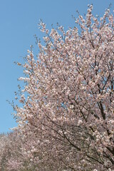 北海道の春、一斉に咲き誇るエゾヤマザクラ