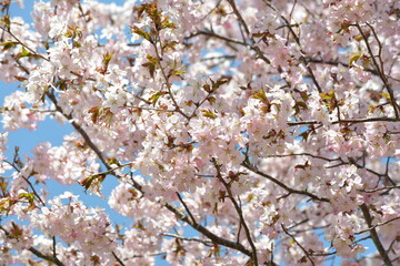 北海道の春、一斉に咲き誇るエゾヤマザクラ