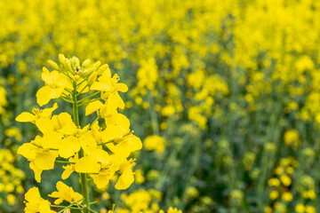 Rapes flower. Yellow rape flowers for healthy food oil on field. Rapeseed plant, colza rapeseed for green energy. Yellow mustard plant.