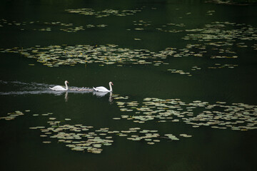 Swans family on lake