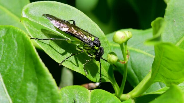 Sawfly on a leaf. His Latin name is Tenthredo mesomela.