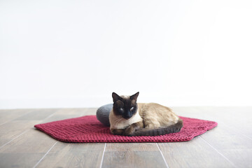 Cat lying on carpet and meditation cushion on white background with copy space