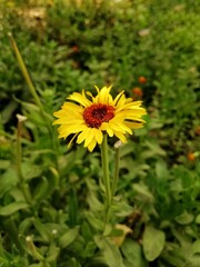 Yellow sunflower in the garden
