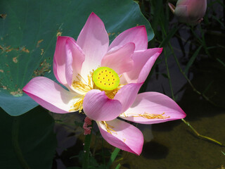 Closeup shot of a beautiful Sacred lotus or Nelumbo nucifera aquatic plant with soft pink petals