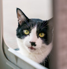 A cat is looking at me.