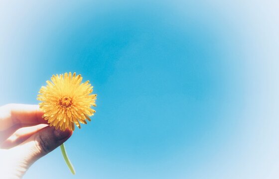 Bright yellow dandelion in a woman's hand against the background of blue sky. Summer wild flowers. Enjoying nature. Hello Summer, spring. Holiday Greeting Card. Banner with place for text - Powered by Adobe