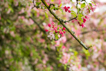 pink cherry blossom in spring