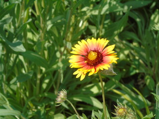 yellow flower in the garden