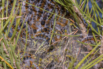 Close-up of caterpillar Pine Processionary Thaumetopoea pityocampa, making the nest on a pine branch.