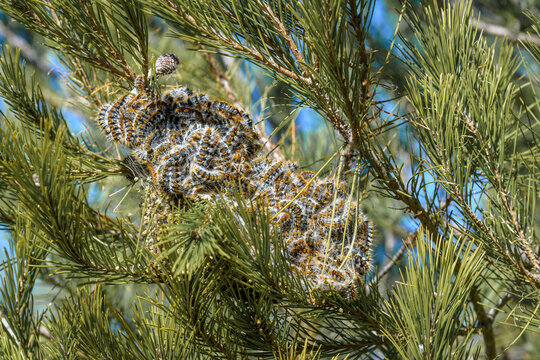 Close-up of caterpillar Pine Processionary Thaumetopoea pityocampa, making the nest on a pine branch.