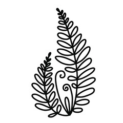   Hand drawn doodle vector  of fern isolated on white background. Black and white stock illustration of forest plant. © Viktoria