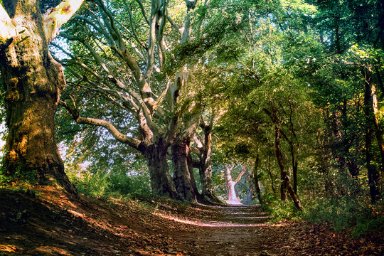 Saftig gr&uuml;ne W&auml;lder und Wiesen im Sommer - Waldklima in Oberhausen am Rhein-Herne Kanal - G&ouml;ttliche Sonnenstrahlen Mitten im Wald