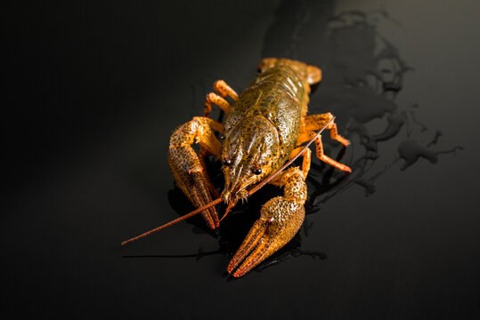 Crayfish On The Ground