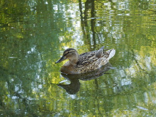 mallard duck swimming in water, natural green background of  lake water 