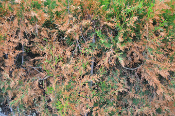 Obraz premium Diseases of coniferous plants and trees, color of needles yellow, orange.