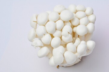 shimeji mushroom on white background.
