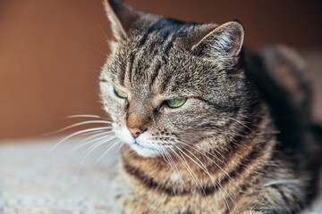 Funny portrait arrogant short-haired domestic tabby cat relaxing at home. Little kitten lovely member of family playing indoor. Pet care health and animal concept.