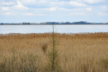 View of vast yet shallow lake seen on a cloudy yet warm summer day with the cost of the reservoir being fulll of reeds and other flors and some dense forest or moor visible on the other bank in Poland