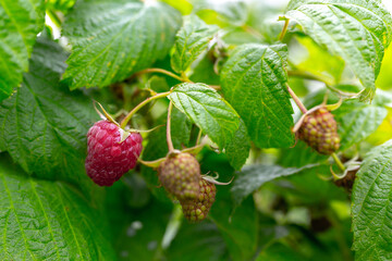 Growing and harvesting raspberries. Ripe juicy berries and those that are still ripe hang on the shoots.