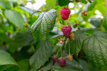 Growing and harvesting raspberries. Ripe juicy berries and those that are still ripe hang on the shoots.