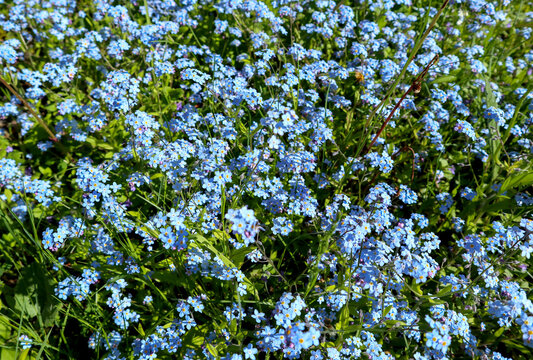 Forget-me-not flowers. Bright blue spring flowers pattern with natural lit by sunlight. Beautiful fresh nature background.