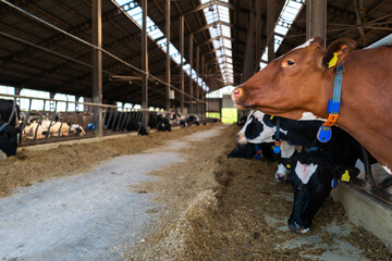 Krowa mleczna na fermie - obrazy, fototapety, plakaty