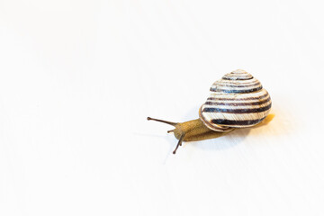 A grape snail with a shell-house is crawling in an unknown direction. Place for text