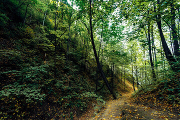 Obraz premium The trail in the autumn forest