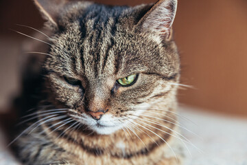 Funny portrait arrogant short-haired domestic tabby cat relaxing at home. Little kitten lovely...