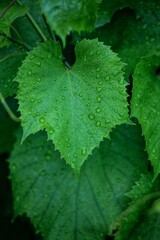 green leaf with water drops