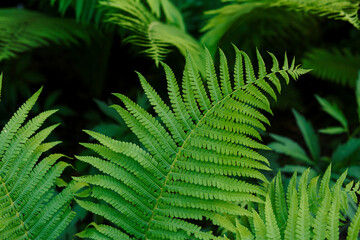 Fototapeta na wymiar Fern leaves on a green background