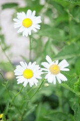 daisies in a field