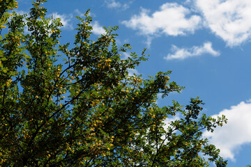 A tree with yellow flowers on a blue sky background