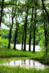 morning in the forest