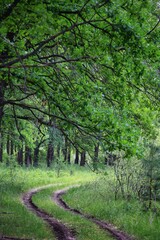 path in the forest