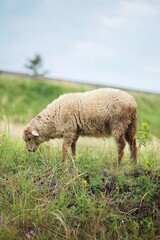 sheep in the field