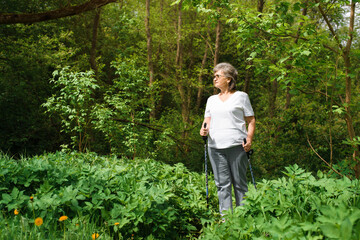 Naklejka na ściany i meble Happy senior woman traveler with nordic walking sticks standing in the forest. Smiling elderly woman looking to the side. Hike in nature on a sunny summer day. Active healthy lifestyle in retirement.