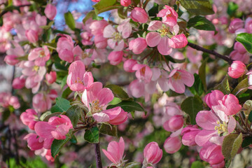 Fototapeta na wymiar Apple tree with pink flowers