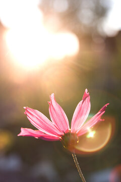 Pink cosmos on colorful bokeh in evening.Summer mood