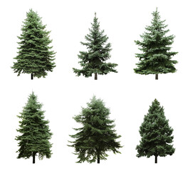Fototapeta premium Beautiful evergreen fir trees on white background, collage